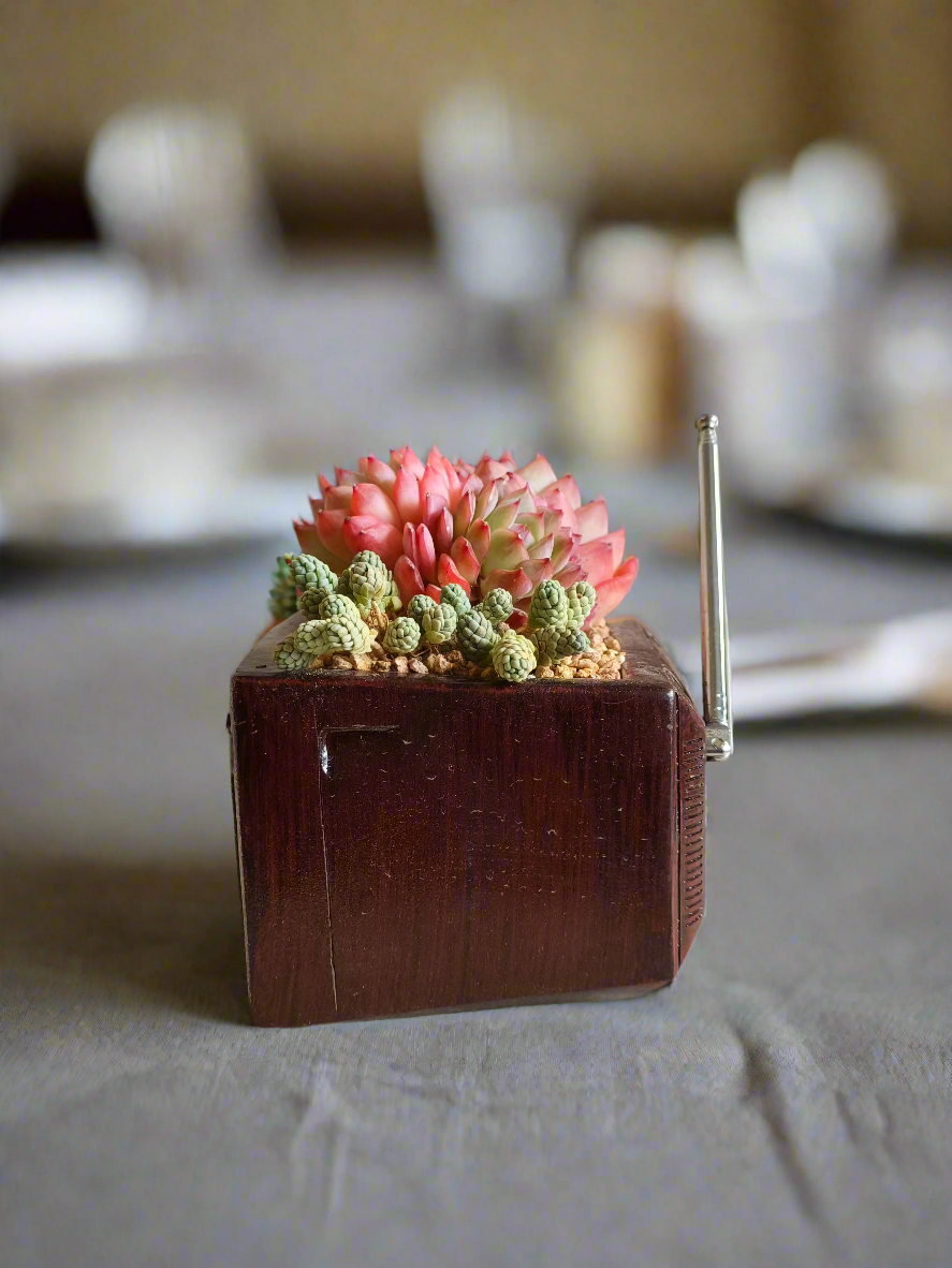 Succulent Retro TV – Echeveria Suryeon  📺🌿 - SlowBloomGreens