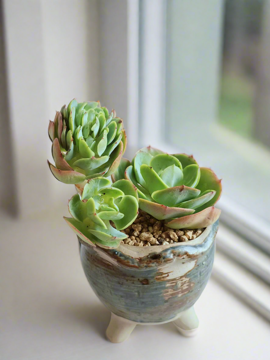 Succulent Rustica Pot displaying Echeveria Peach Pride