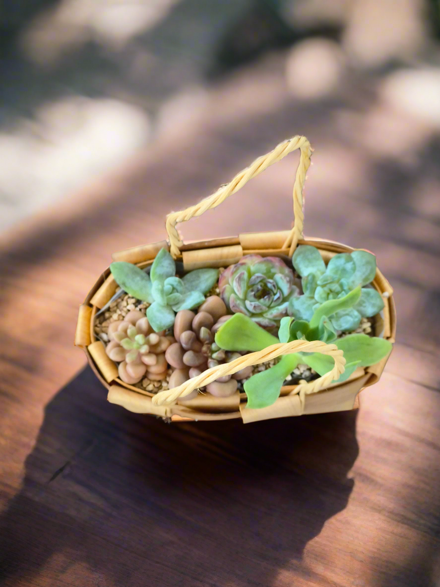Succulent Basket Bliss - Handcrafted Succulents