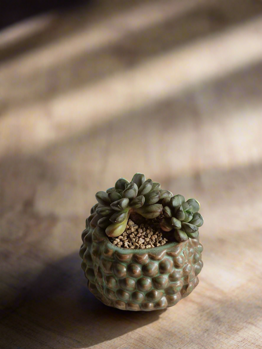 Succulent Hedgehog Pot - Graptoveria 'Amethorum'