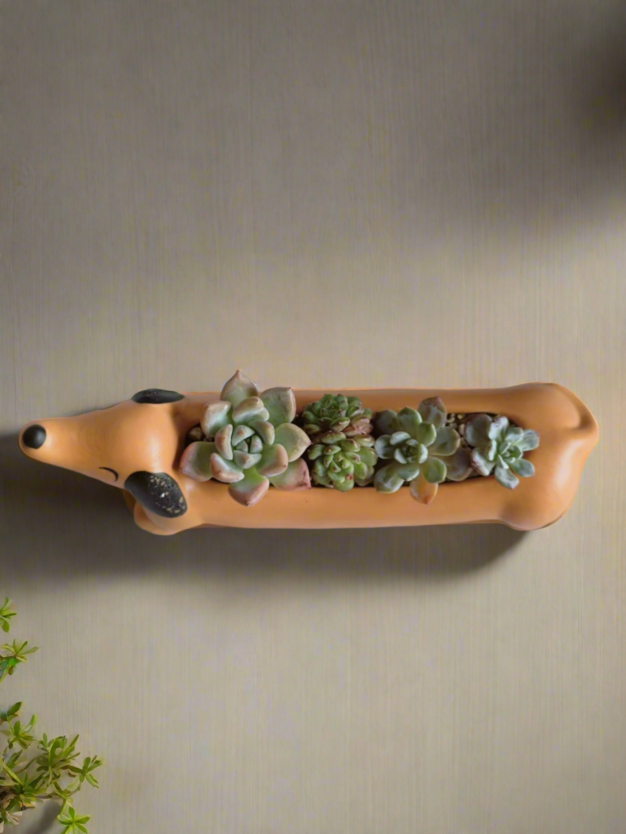 Succulent Daunchund - various - SlowBloomGreens