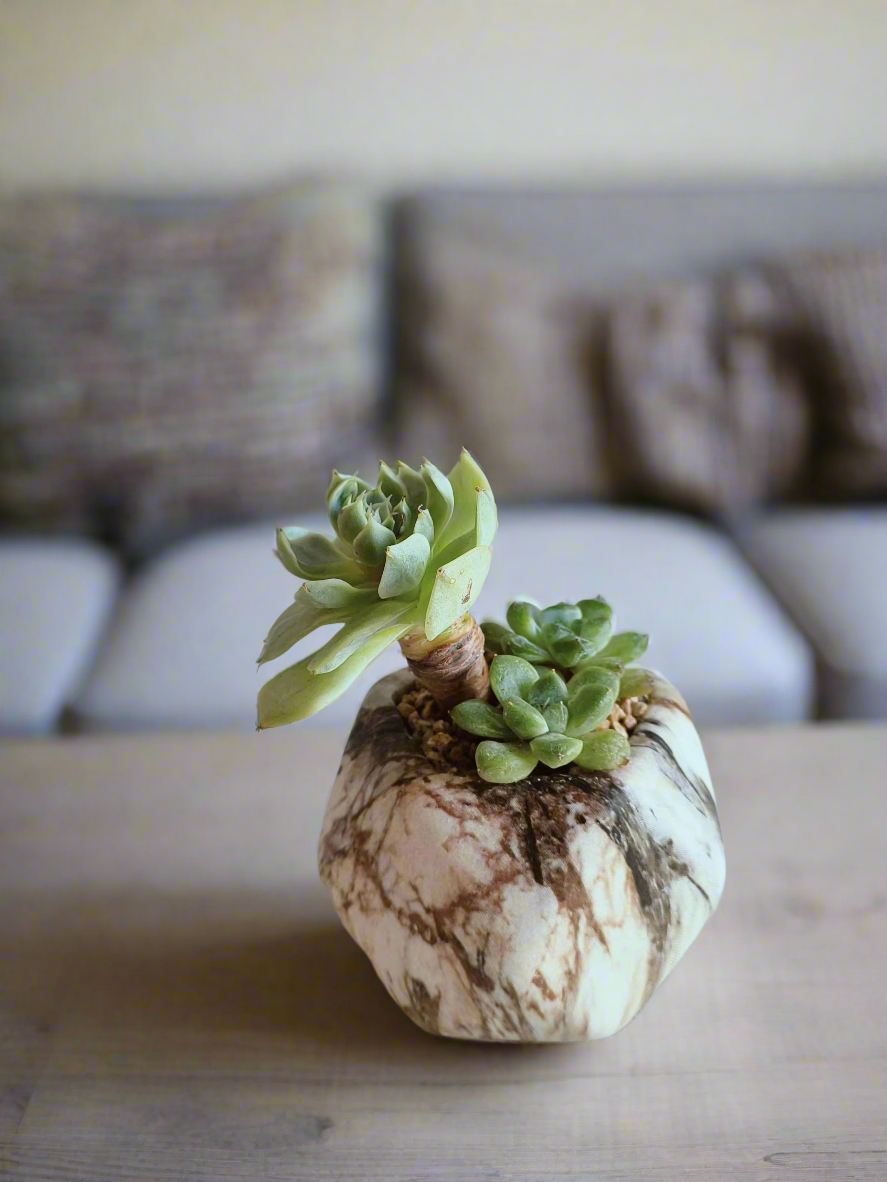 Succulent Mini Octagon Brown - Echeveria