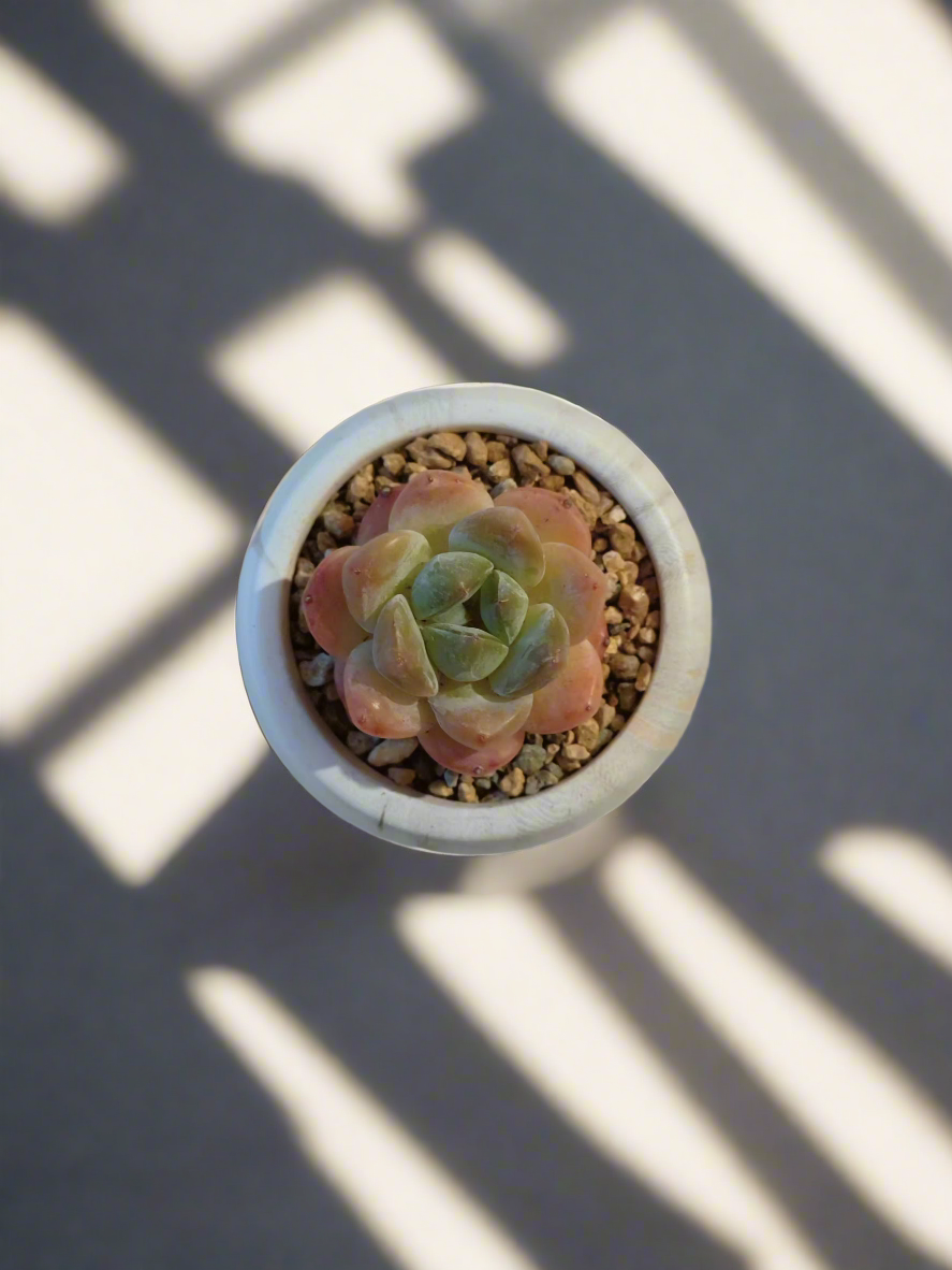 Top view of the Succulent Mini Round Gold Pot with Echeveria Suryeon.