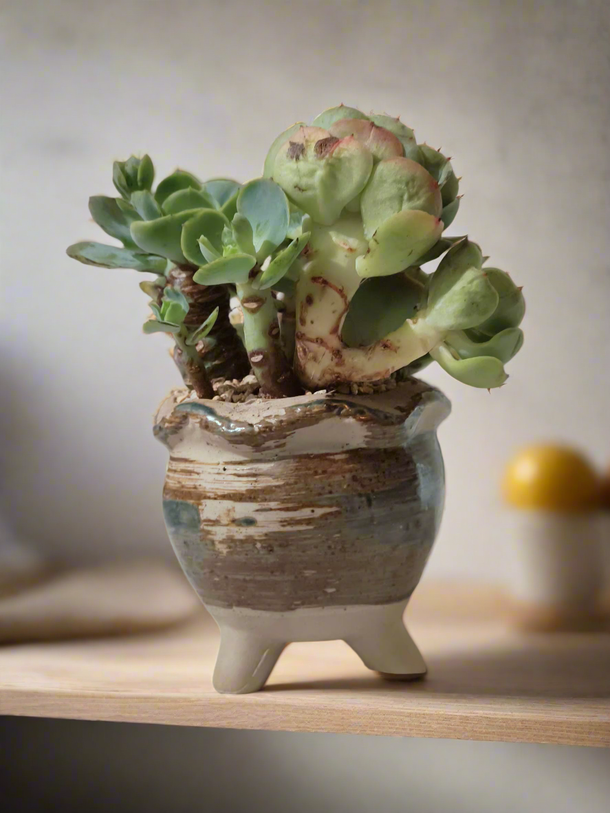 Succulent Rustica Pot- Echeveria Peach Pride - SlowBloomGreens