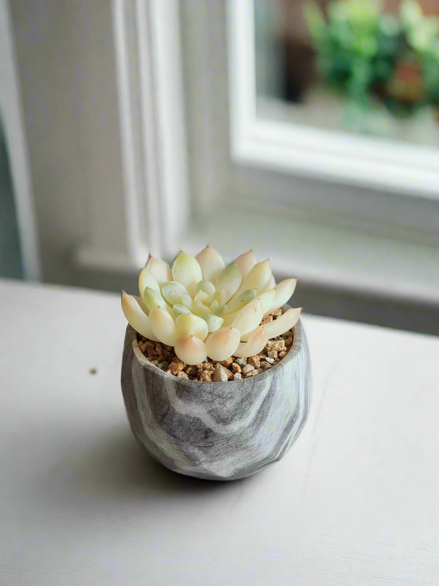 Close-up of Succulent Harmony Grey Pot – Echeveria Elegans in Marble Pot featuring silvery blue leaves.