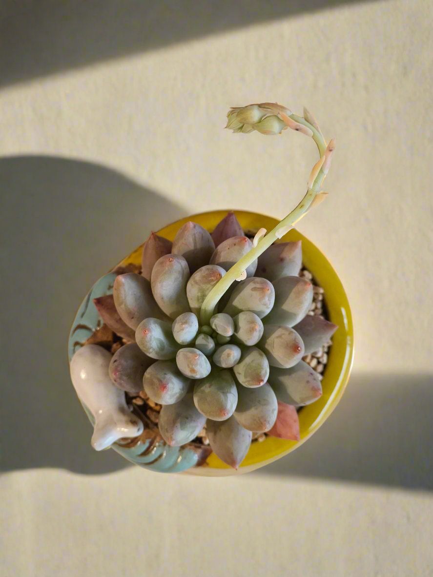 Succulent Enchanted Garden Fish – Pachyveria Angel's Finger (Blooming)