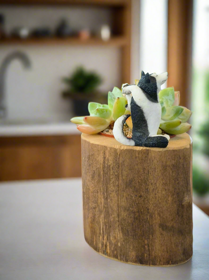 Succulent Yoga Husky on Woodland Log – Echeveria Hybrid