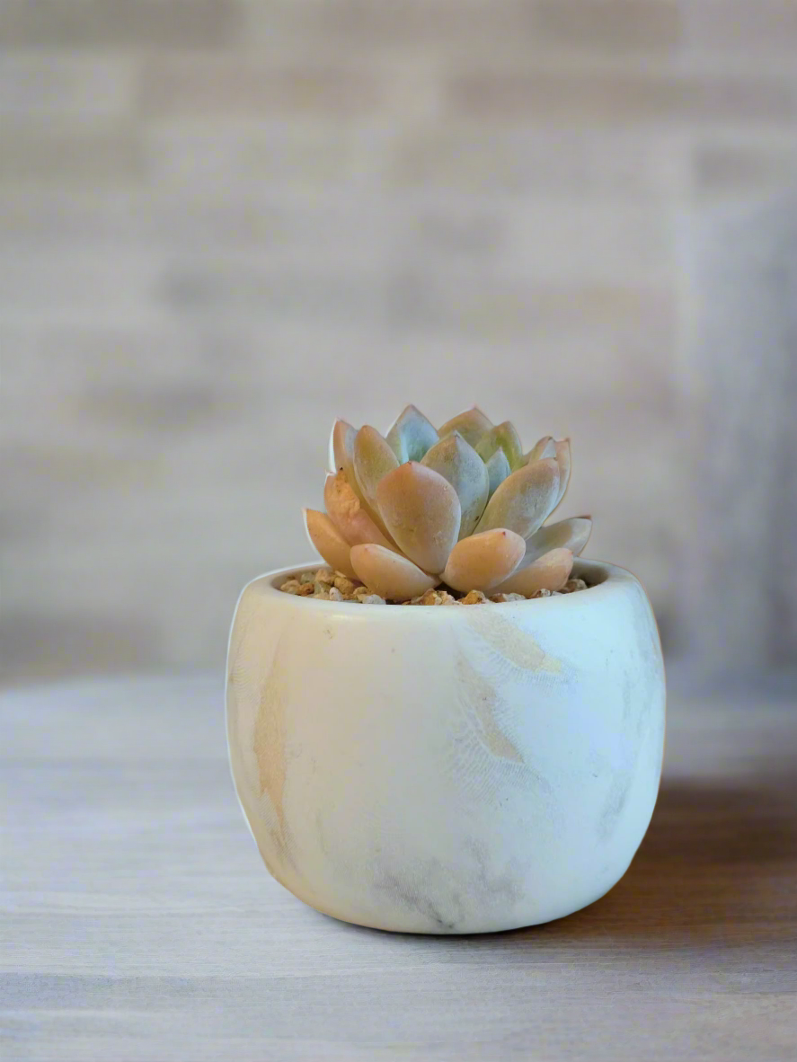 Detailed view of the pastel-hued leaves in the Succulent Mini Round Gold Pot.