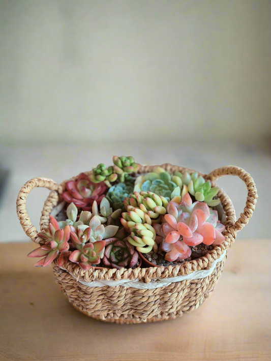 Succulent Basket Bliss ( Customised) - SlowBloomGreens
