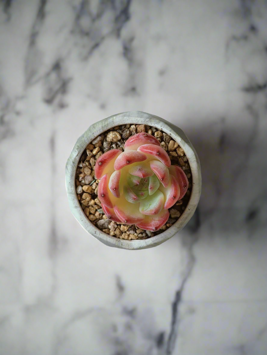 Close-up showcasing the texture of the marble pot with Echeveria 'Orange Champagne'.