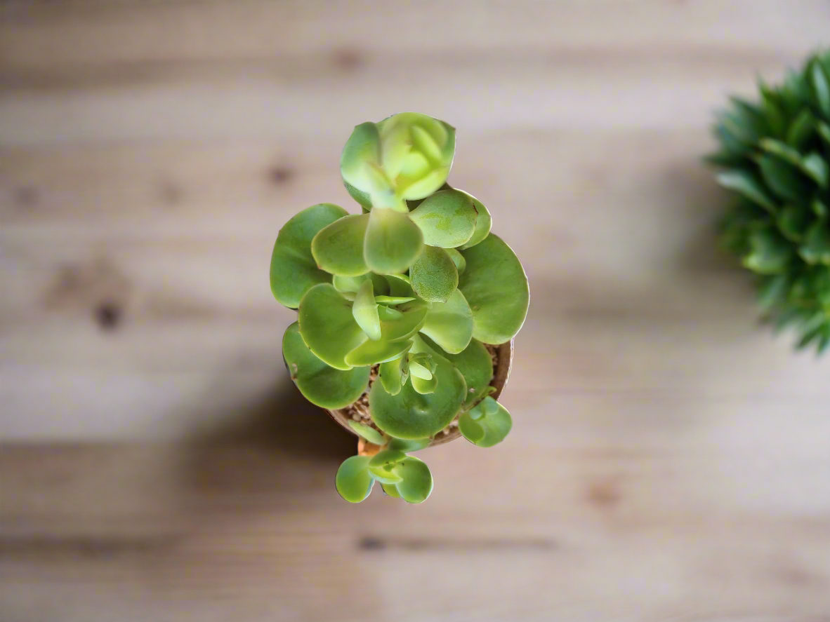 Elegant Echeveria Peach Pride in a khaki speckled terracotta planter.