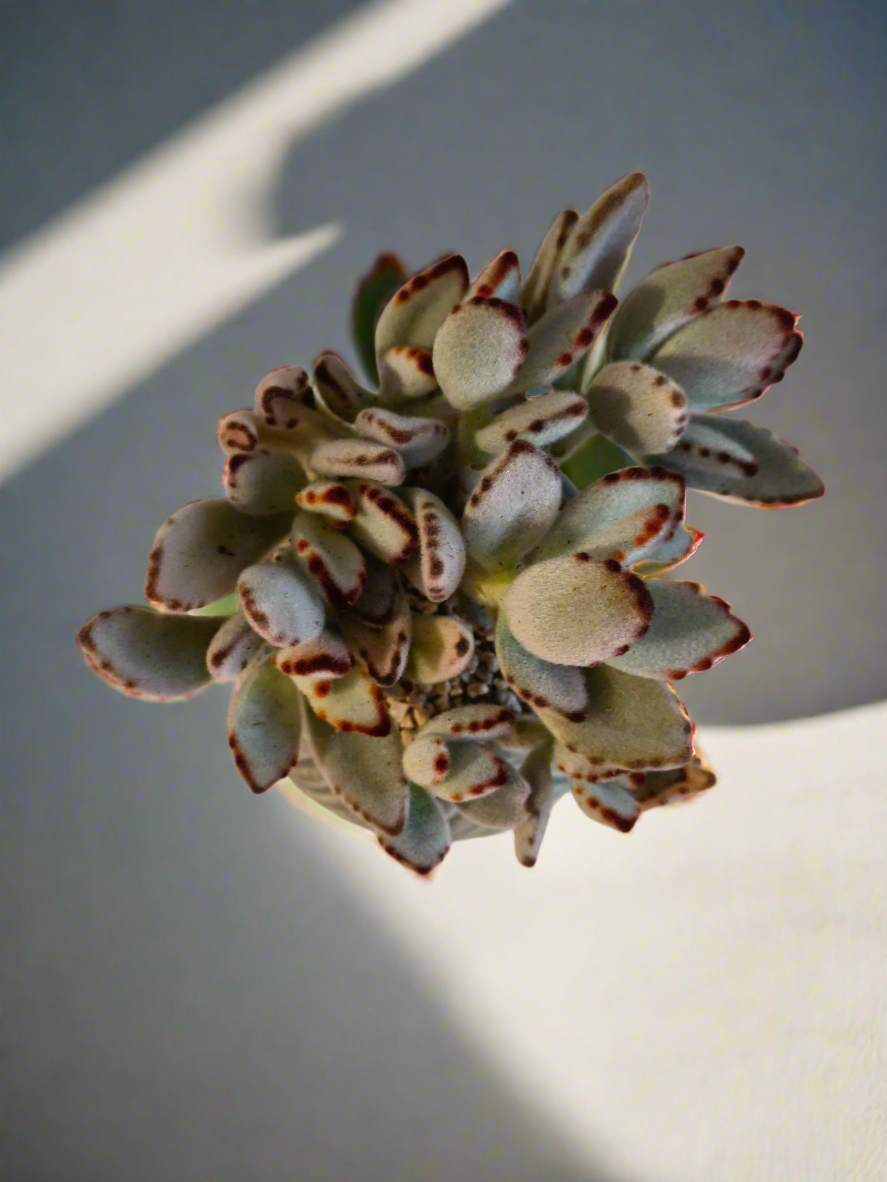 Succulent Rustic Pot Ash – Kalanchoe tomentosa ‘Chocolate Soldier’