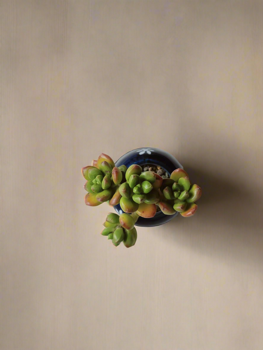 Succulent Sakura Blue - Sedum Lucidum - SlowBloomGreens