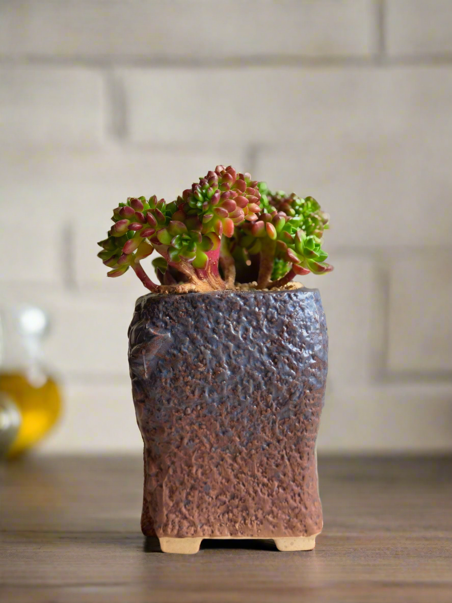 Succulent Rustic Floral Embossed Pot – Lety's Sedeveria