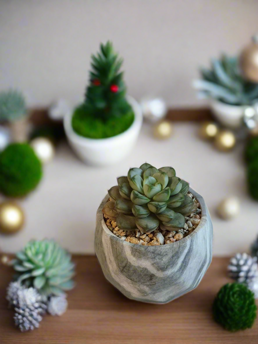 Succulent Classic Marble Grey Pot - Graptoveria 'Amethorum'