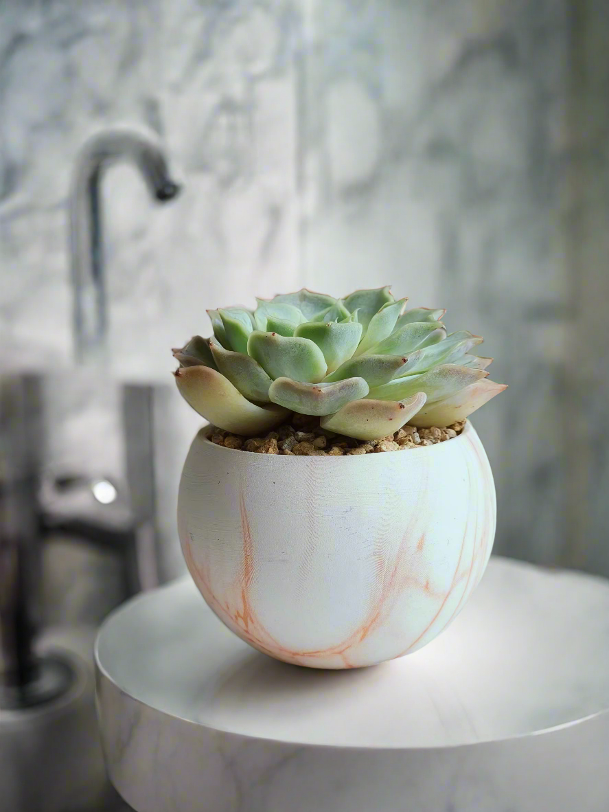 Succulent Elegant Round Orange Pot – Echeveria Lilacina in vibrant display.