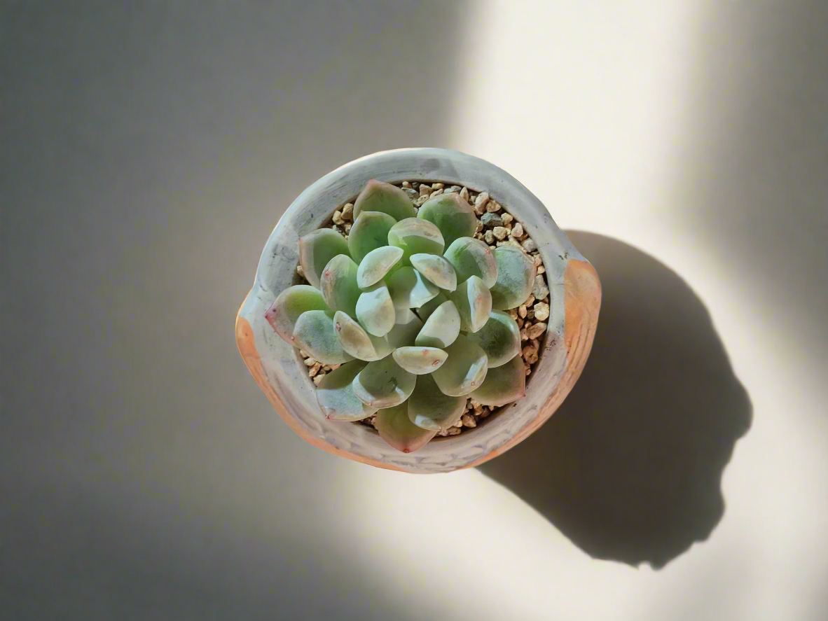 Succulent Owl Pot - Graptoveria 'Opalina'