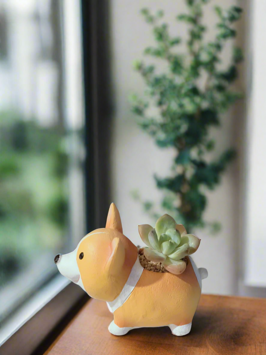 Playful arrangement of Echeveria Ice Green in Corgi planter