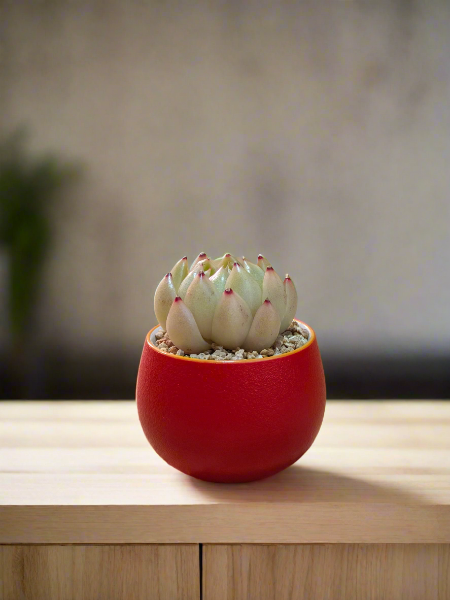 Succulent Auspicious Grace Pot - Echeveria Agavoides 'Lipstick' - SlowBloomGreens