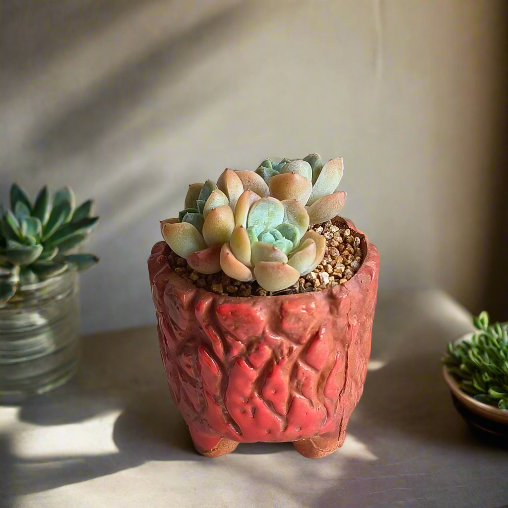 Succulent Rustica Ceramic Red – Echeveria hybrid - SlowBloomGreens