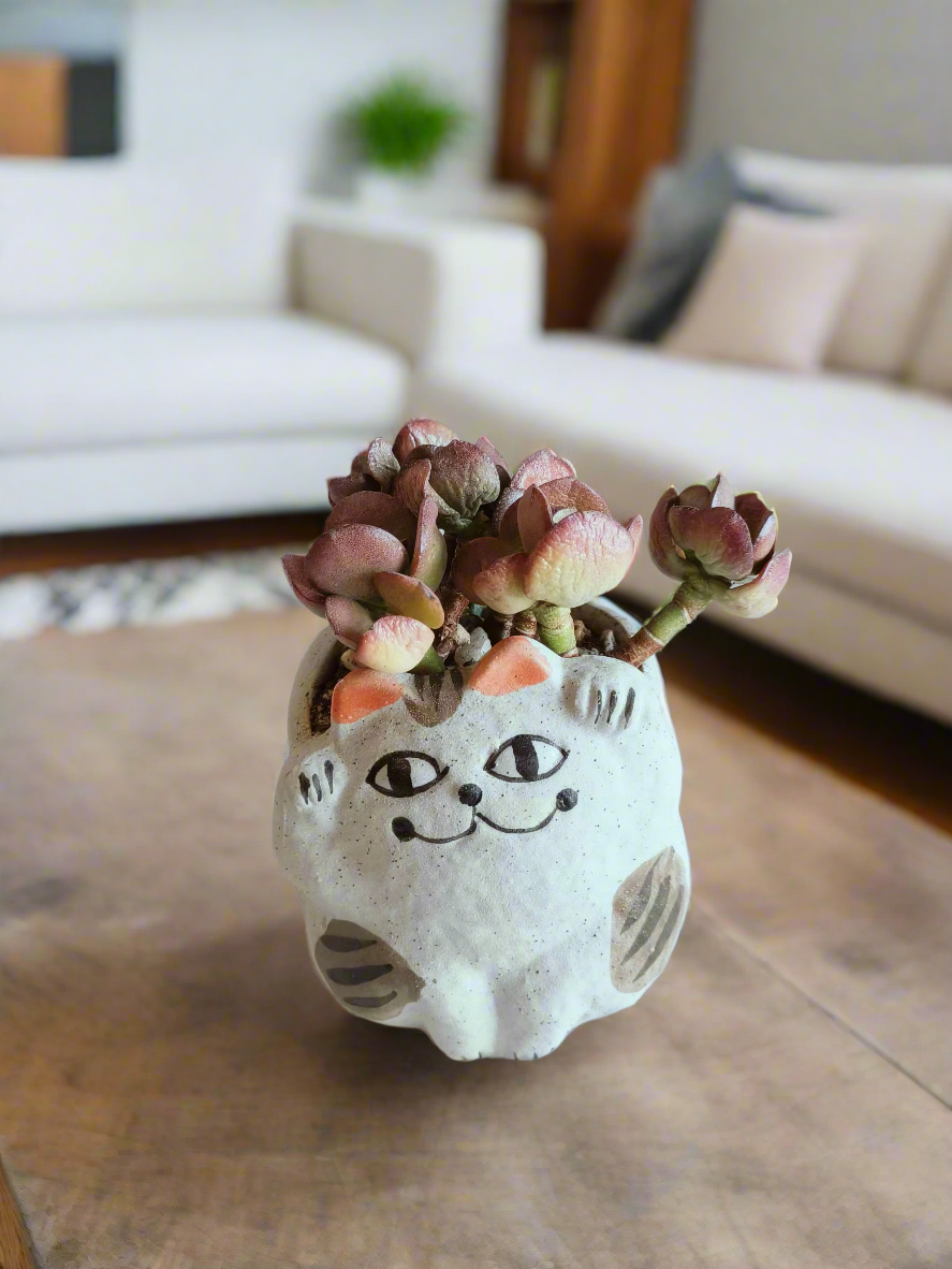 Succulent Hippy Cat Pot - Echeveria - SlowBloomGreens