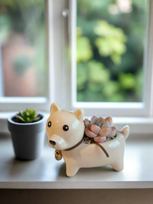 Succulent Puppy Shiba Inu - Echeveria Suryeon in a playful pot