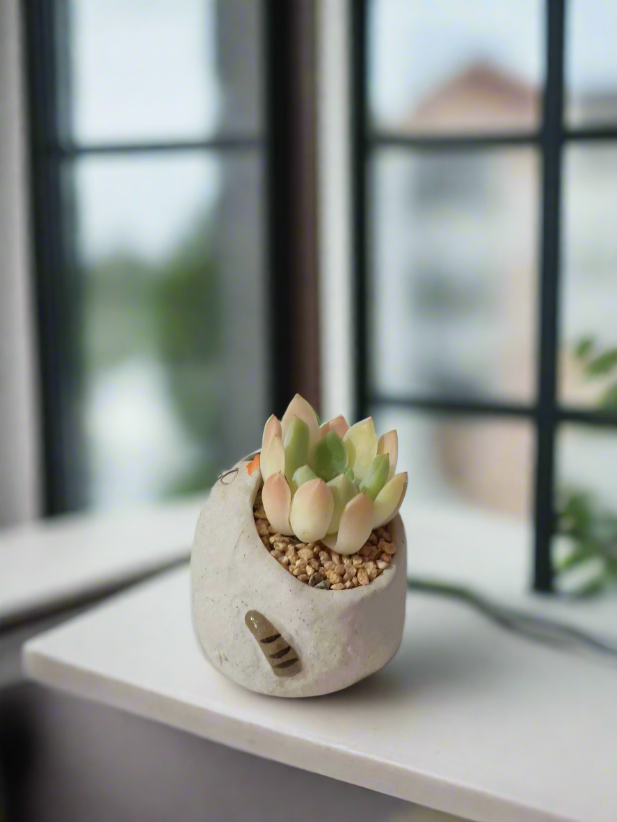 Low-maintenance Succulent Cat Pot - Echeveria plant