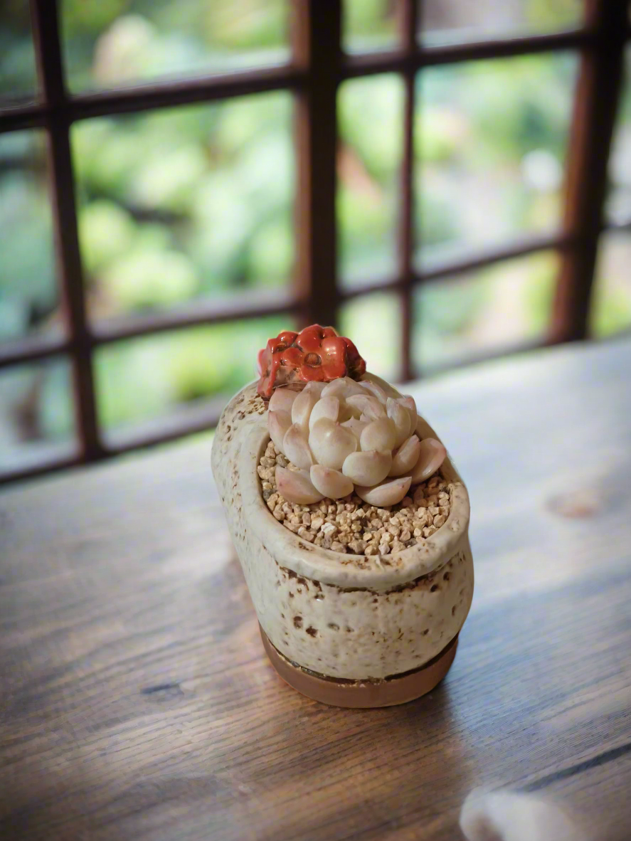 Succulent Mary Jane Charm White Pot – Echeveria Elegans - SlowBloomGreens