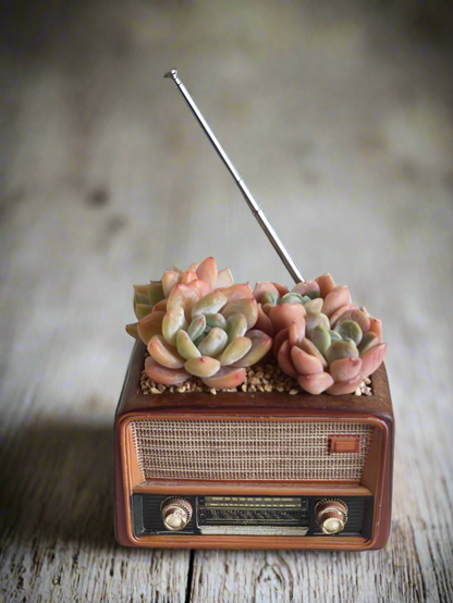 Succulent Retro Radio – Echeveria 'Pink Ariel Crest' & Echeveria Hybrid
 🎵📻🌿