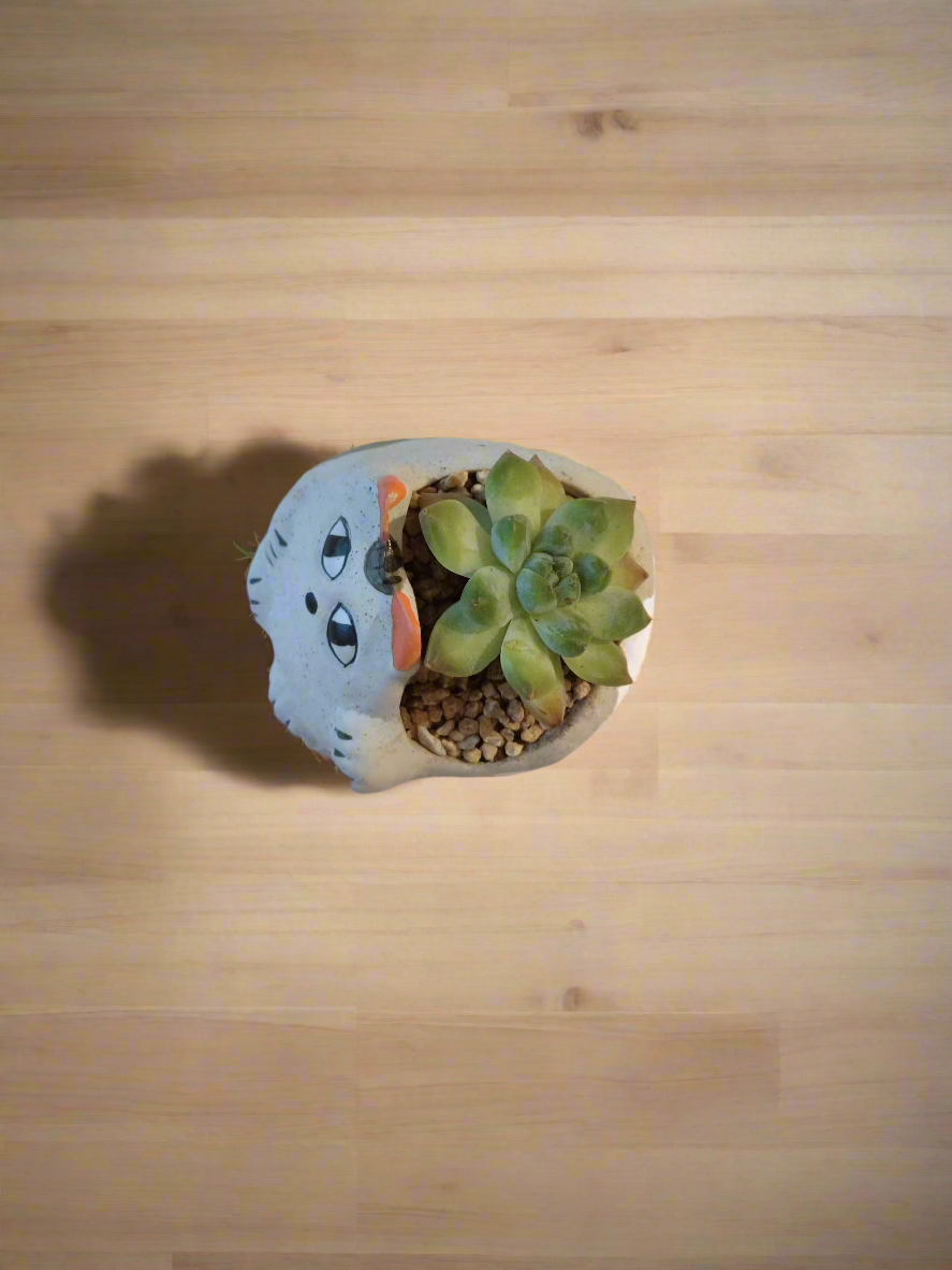 Close-up of rosettes in Succulent Cat Pot - Echeveria Elegans