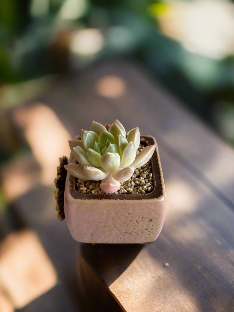 Succulent Ceramic Square Flowerpot Pastel Pink – Pachyphytum Cream Beauty - SlowBloomGreens