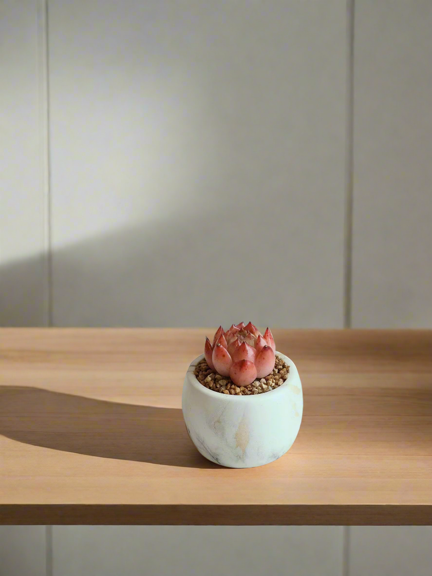 Succulent Mini Round Gold Pot – Echeveria Agavoides 'Romeo' - SlowBloomGreens