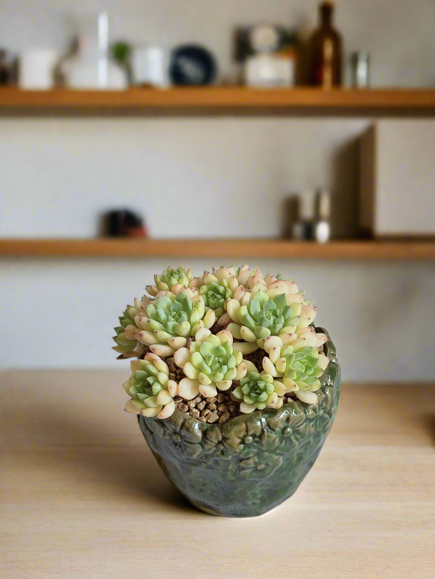 Succulent Rustica Ceramic Pot – Echeveria Macadamia as a thoughtful gift for plant lovers.