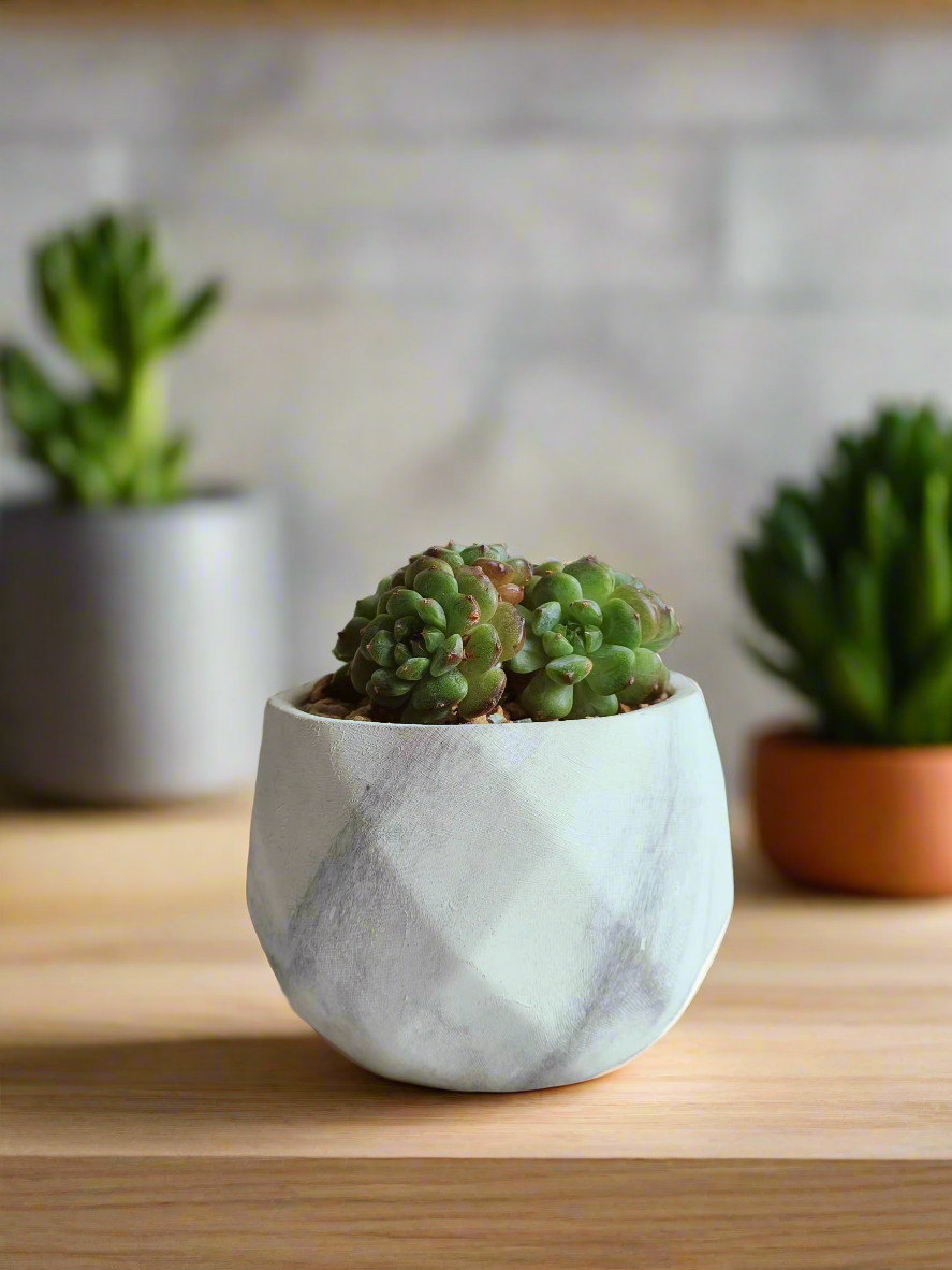 Succulent Harmony Ash Pot – Echeveria Minima in Stylish Marble Pot elegantly displayed.