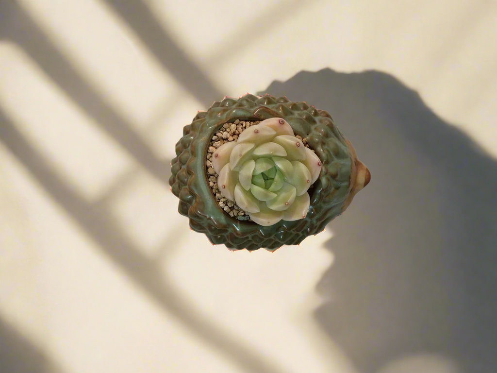 Succulent Hedgehog Pot - Sedeveria 'Blue Elf' (Happy Plant) - SlowBloomGreens