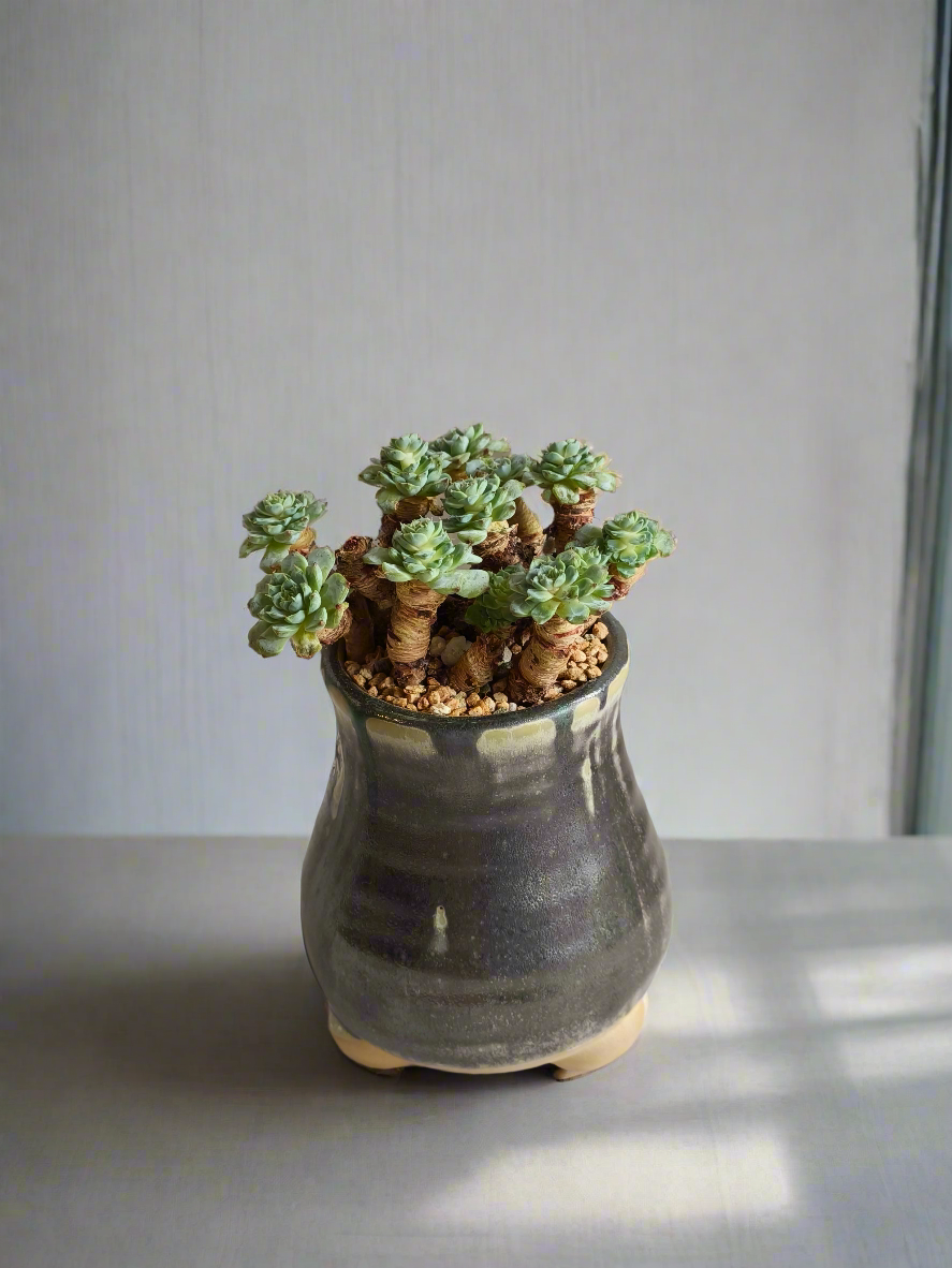 Succulent Rustic Pot Glow Grey – Echeveria Minima