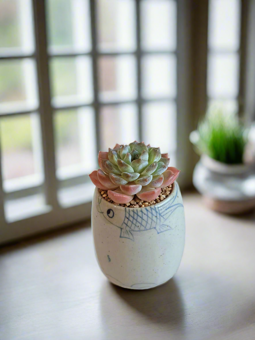 Succulent Koi Grace Pot - Echeveria ‘Violet Queen’