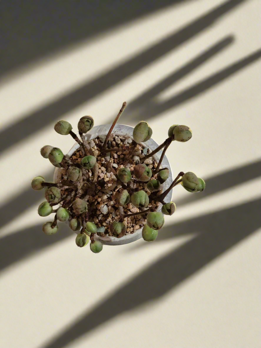 Succulent Elegant Round Grey - Aeonium 'Adodes' - SlowBloomGreens