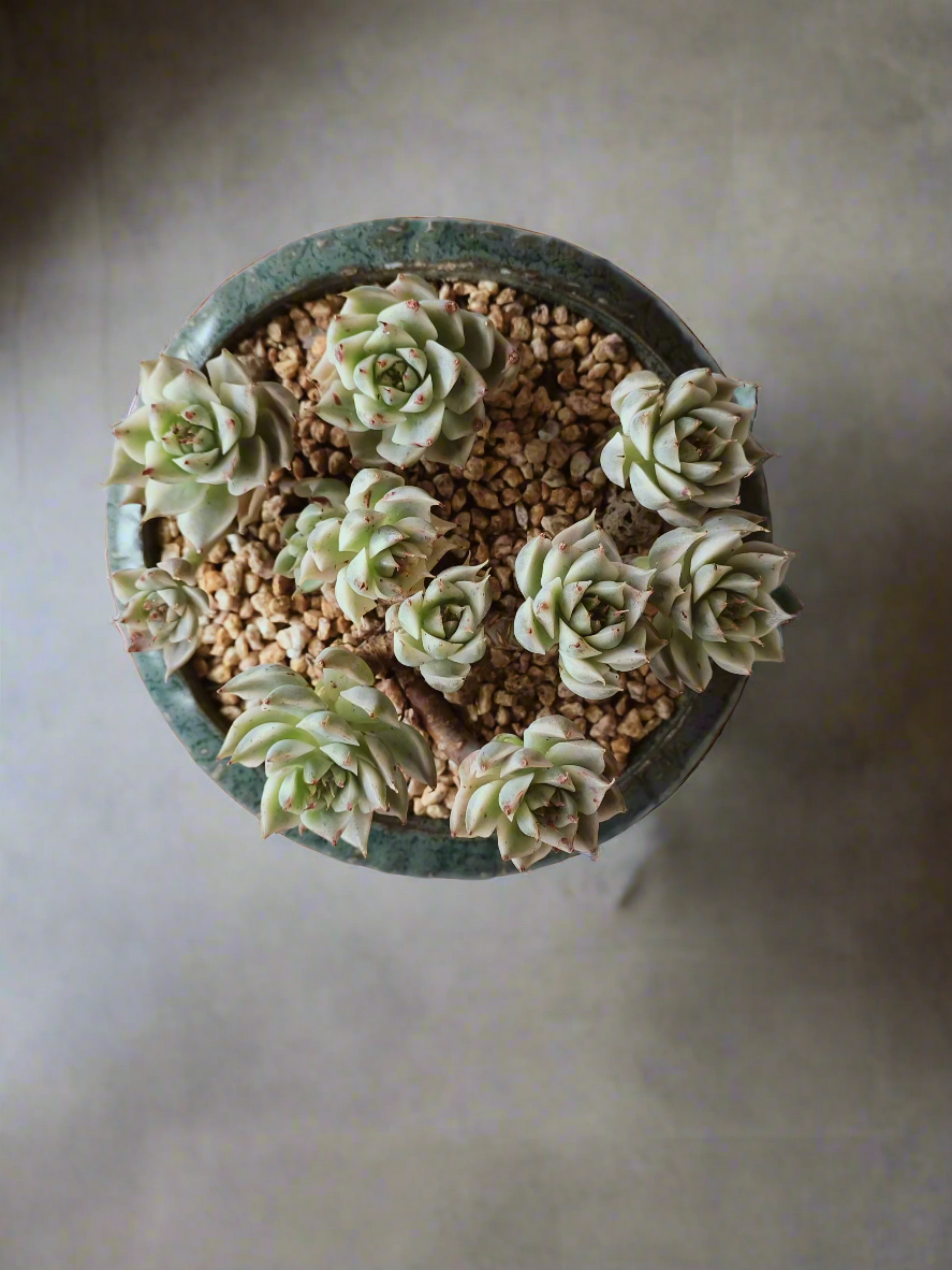 Succulent Rustica Ceramic Pot – Echeveria Halbingeri