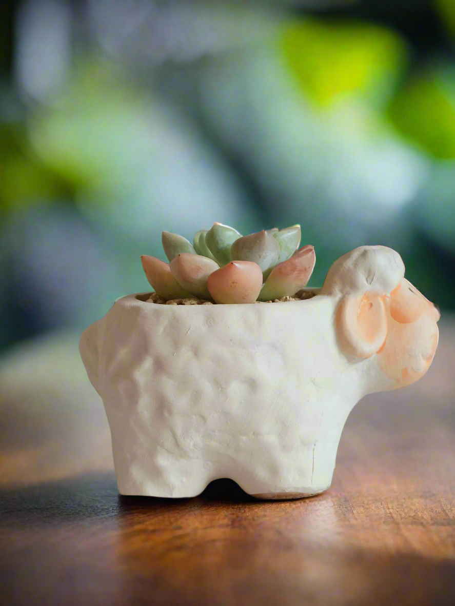 Charming Echeveria Elegans nestled in a cute sheep-shaped pot