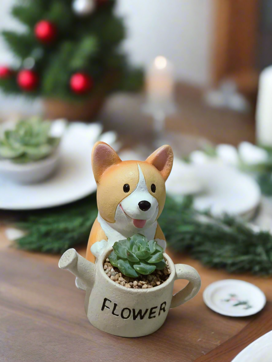 Succulent Charming Corgi - Echeveria Ice Green - SlowBloomGreens