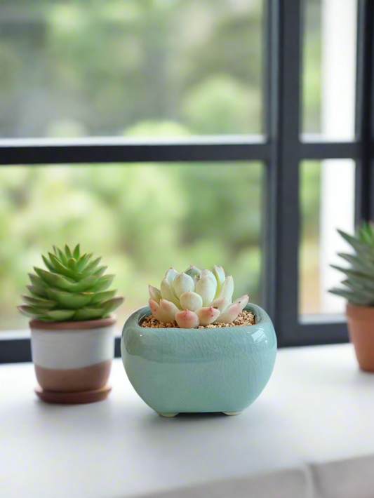 Succulent Zen Square Turquoise Pot – Echeveria Elegans