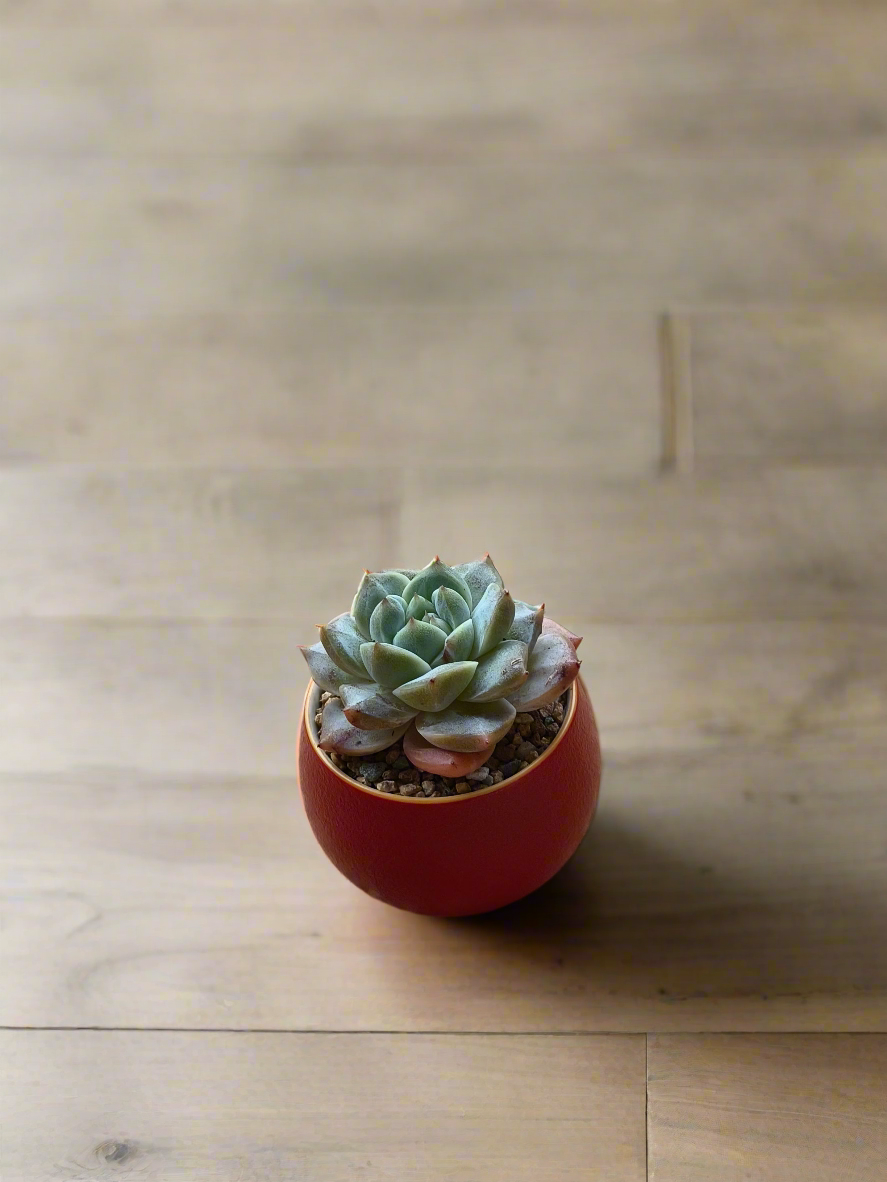 Succulent Auspicious Grace Pot - Echeveria 'Bluebird' - SlowBloomGreens