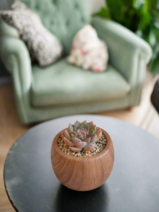 Side view of the Succulent Mini Round 'Woodgrain,' highlighting the succulent's rosette formation in the rustic planter.