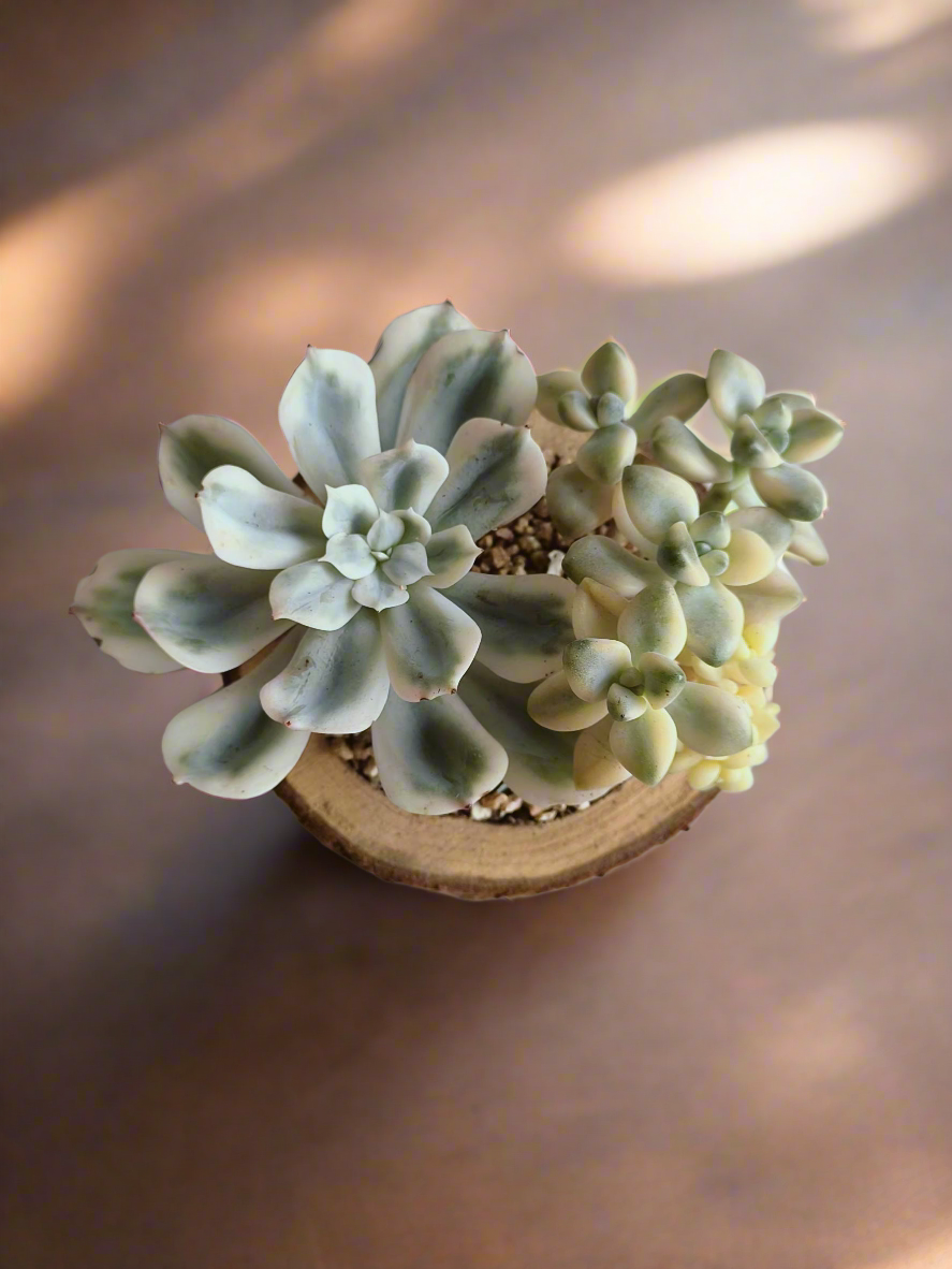Succulent Natural Wood Pot - Graptoveria 'Titubans' & Echeveria Lenore Dean - SlowBloomGreens