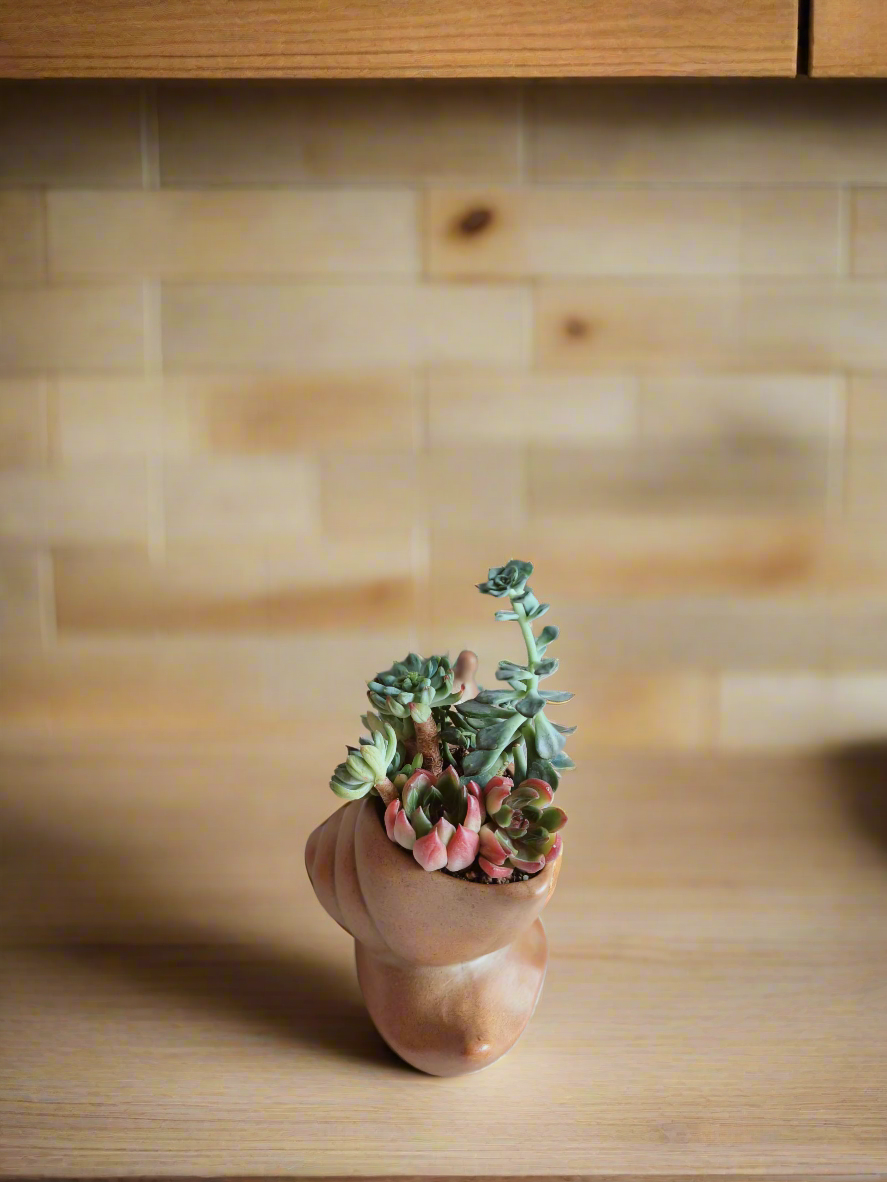 Succulent Snail Pot – Echeveria - SlowBloomGreens