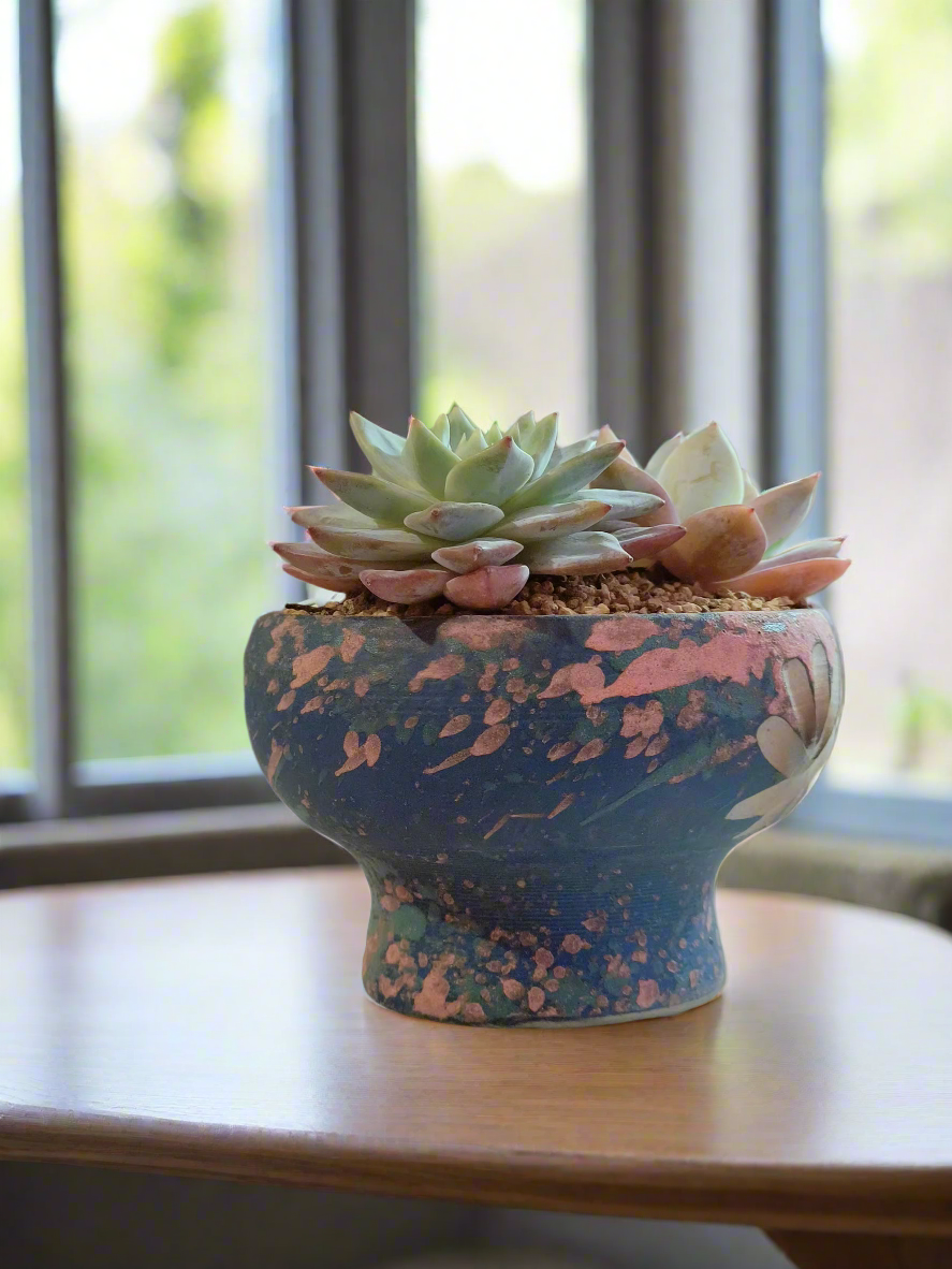 Succulent Moonlit Bloom Pot – Azure Blue with Echeveria Hybrid & Friends