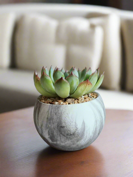 Succulent Elegant Round Dark Grey – Echevaria Pulidonis