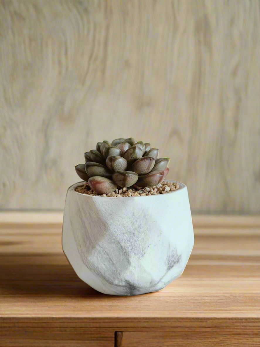 Charming decor setting with the Succulent Harmony Ash Pot among other houseplants.