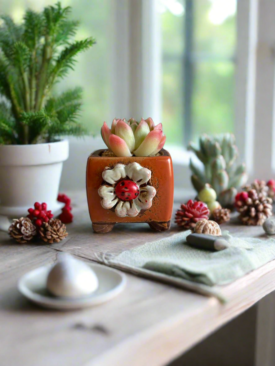 Succulent Ceramic Square Flowerpot Orange – Echeveria Suryeon